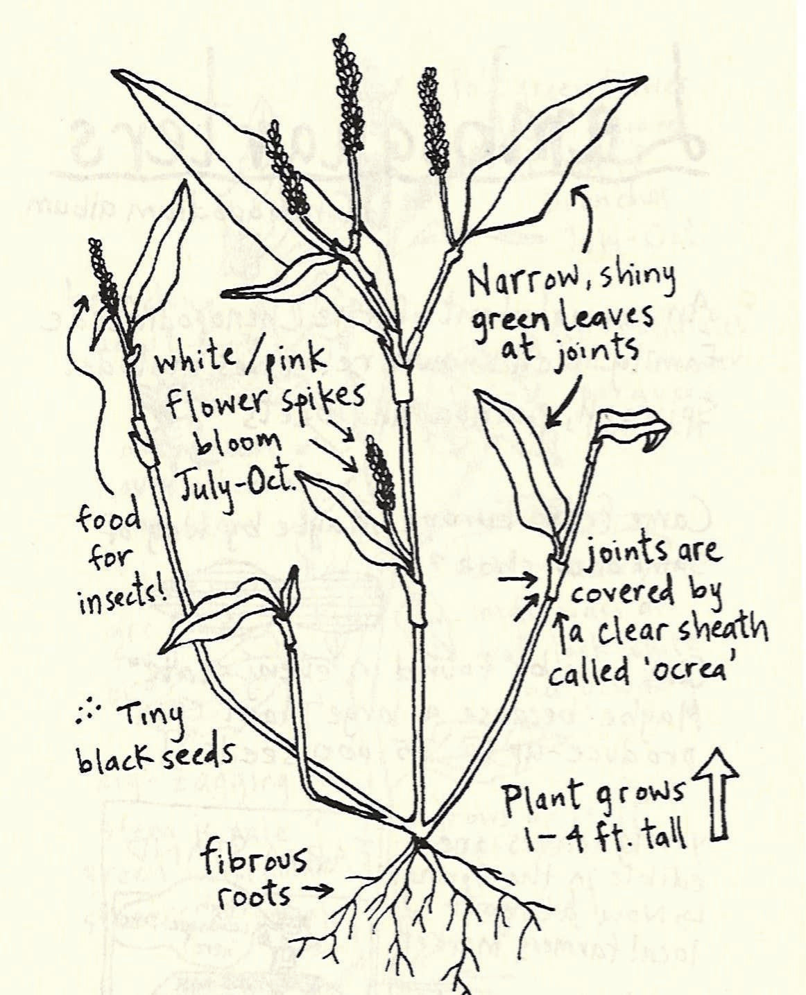 Discover Urban Plants in Your Path: A Zine Guide