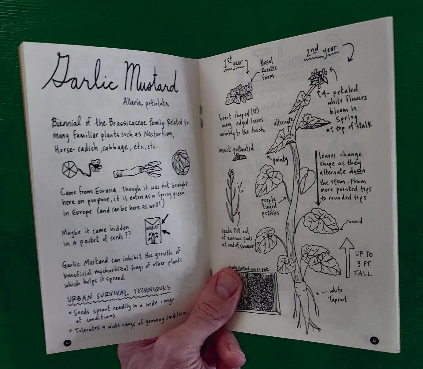 Explore Urban Herbs in Your Path: A Zine Field Guide