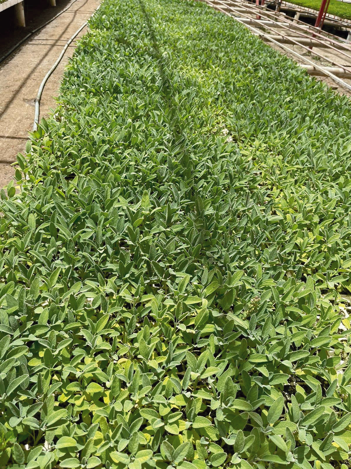 Bulk Bundle: Mini 4'' White Sage