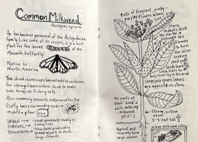 Discover Urban Plants in Your Path: A Zine Guide
