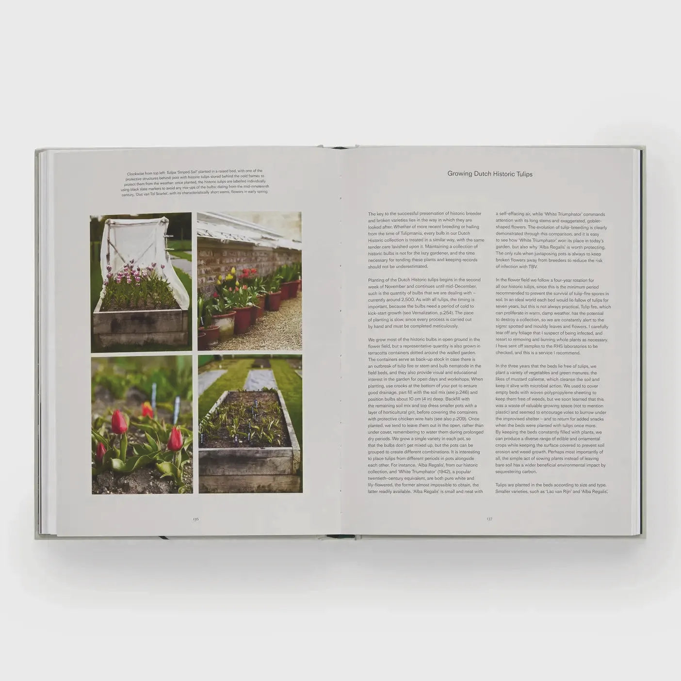 Tulip Gardens: Cultivate and Collect Rare Varieties
